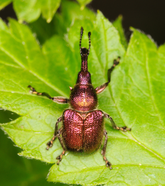 Rhynchites auratus - aranyos eszelény Rhynchites auratus - aranyos eszelény