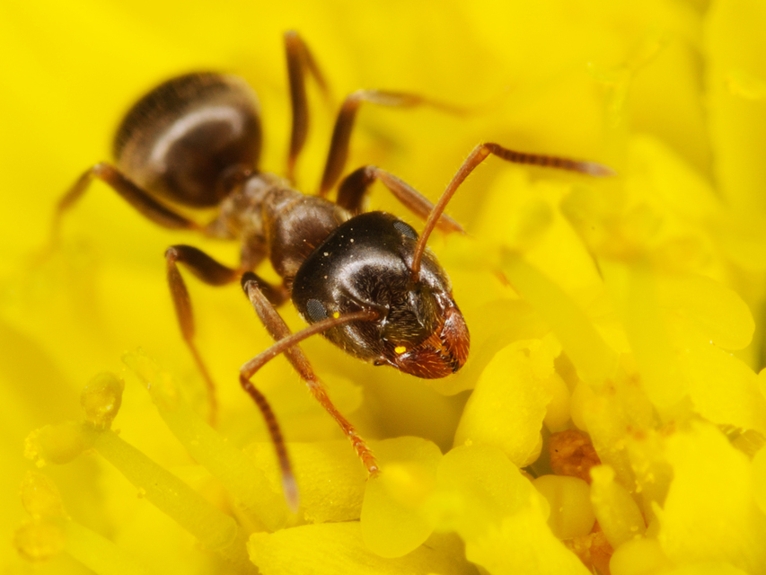 Lasius niger - közönséges feketehangya