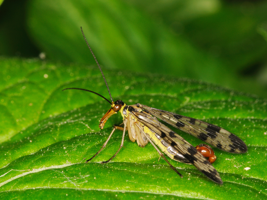 Panorpa communis/vulgaris