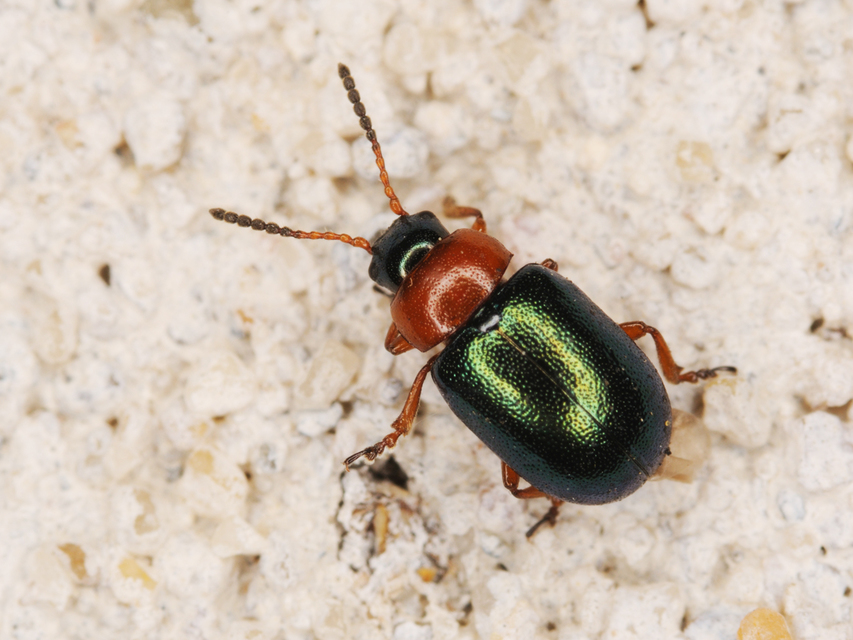 Gastrophysa polygoni - paraj-levélbogár Gastrophysa polygoni - paraj-levélbogár