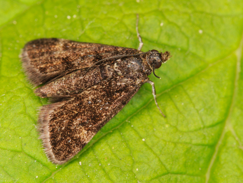 Heliothela wulfeniana - fényes kormosmoly