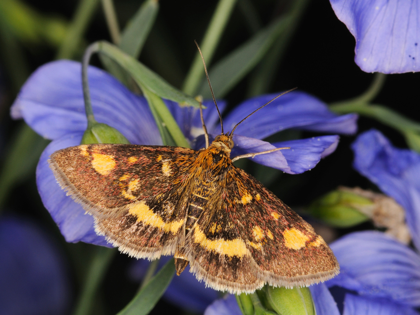 Pyrausta aurata - aranyló bíbormoly