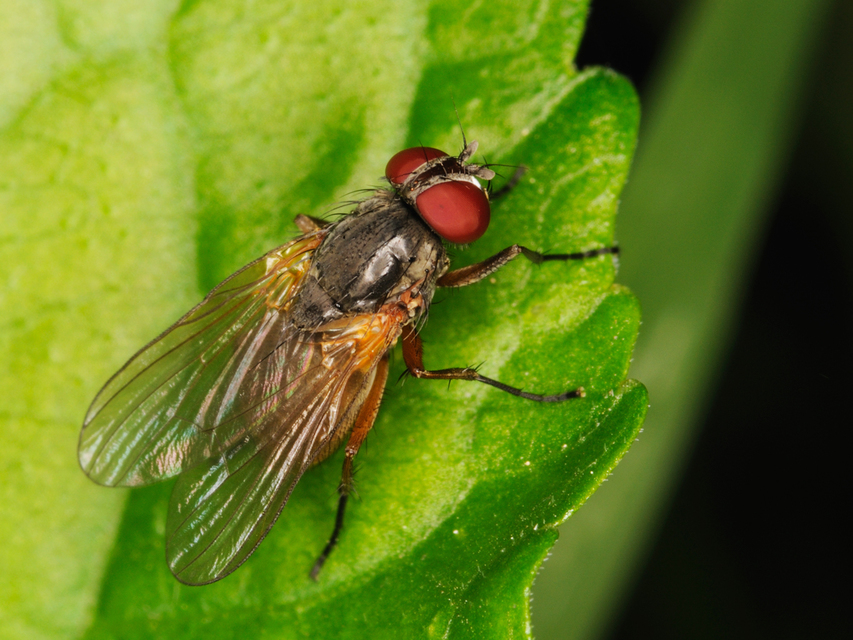 Fannia