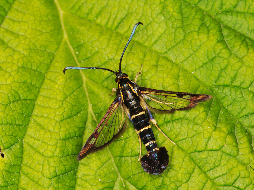 Sesiidae - szitkárfélék