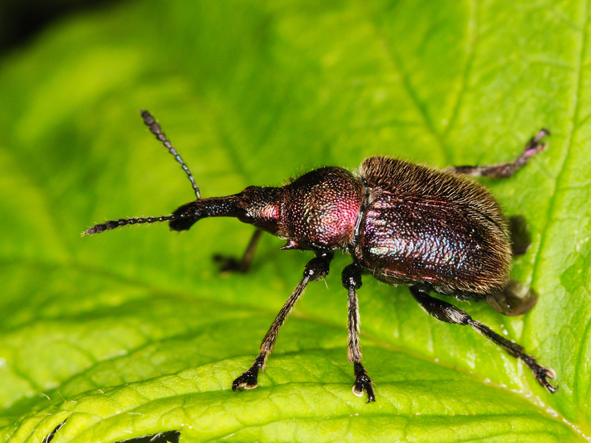 Rhynchites auratus - aranyos eszelény Rhynchites auratus - aranyos eszelény