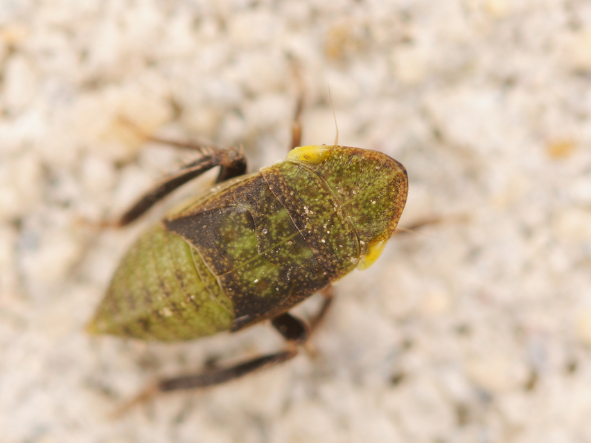 Aphrodes