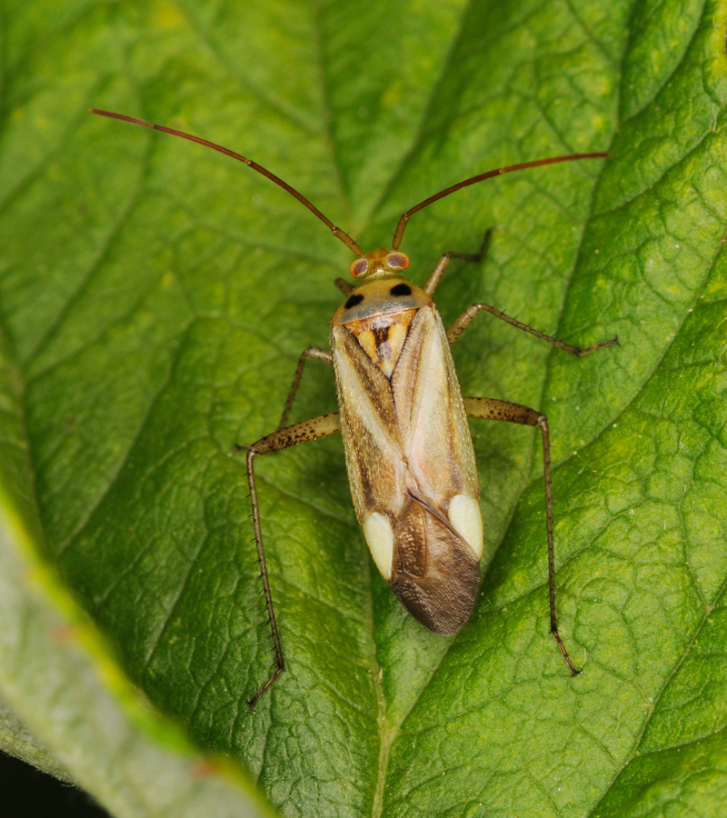 Adelphocoris lineolatus - lucernapoloska