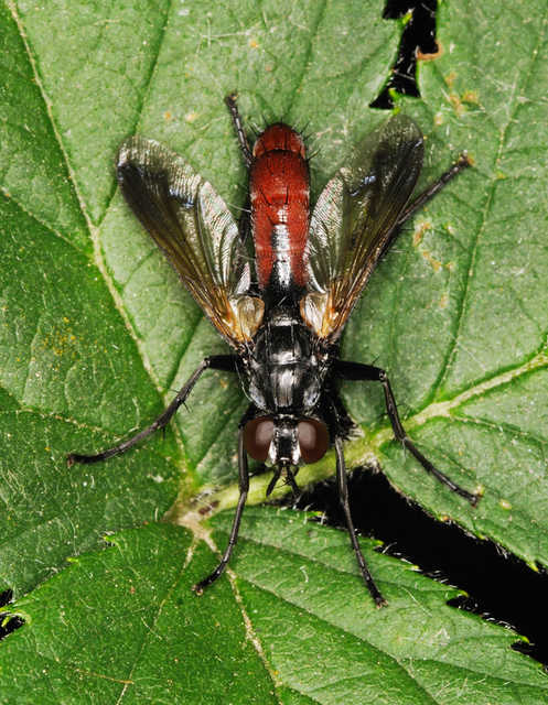 Cylindromyia bicolor
