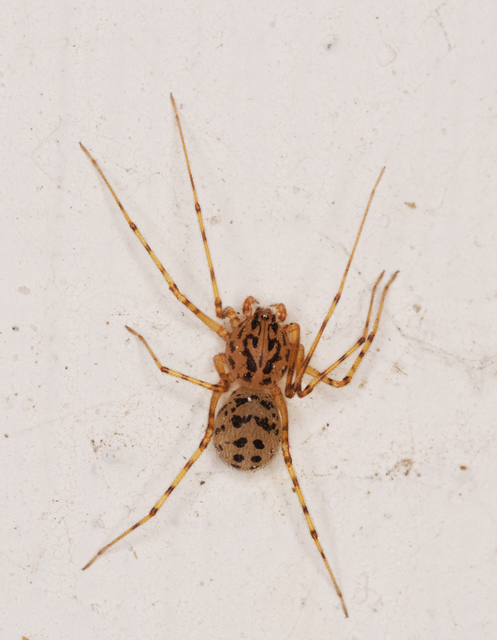 Scytodes thoracica - közönséges csupaszpók