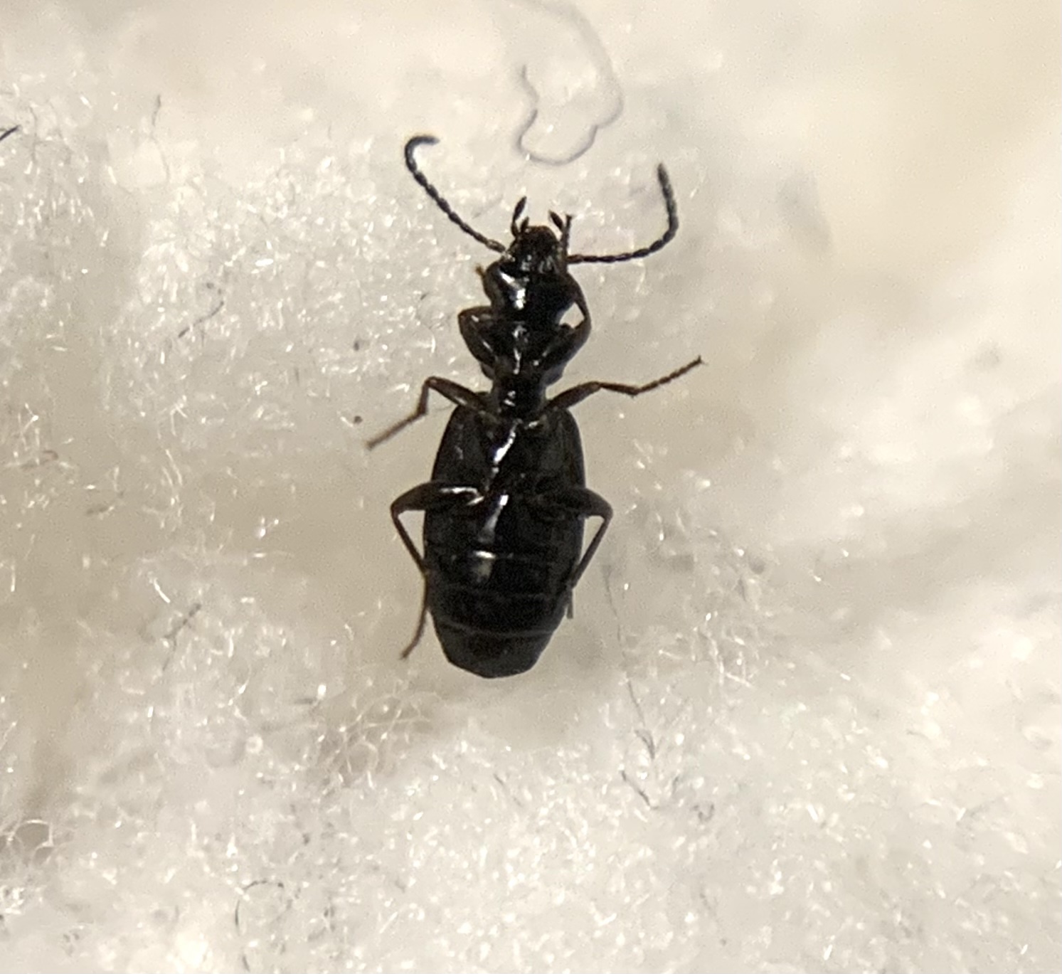 Syntomus truncatellus - fekete gyökérfutó