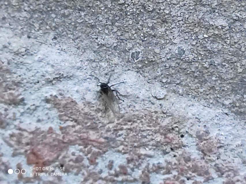 Delphacidae - sarkantyús kabócák