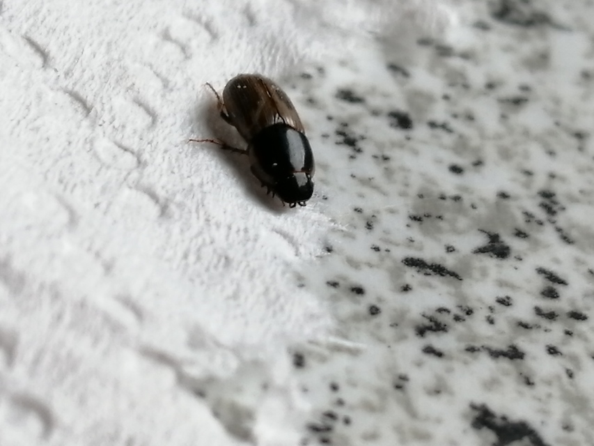 Aphodius prodromus - sárgalábú trágyabogár