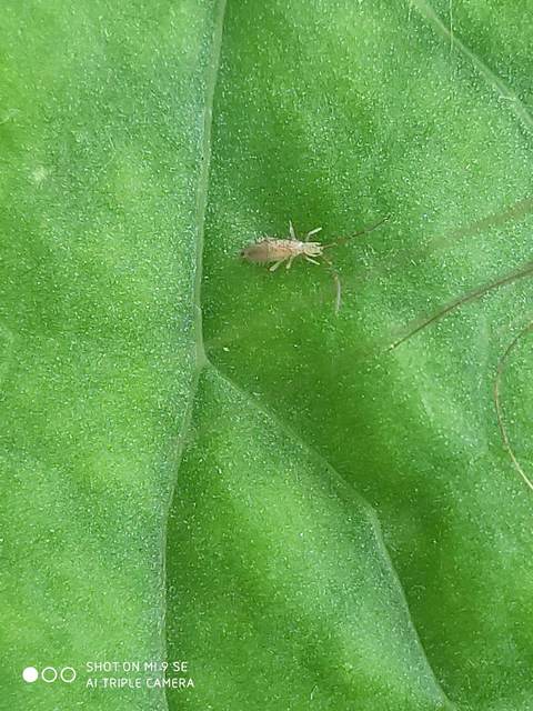 Entomobryidae