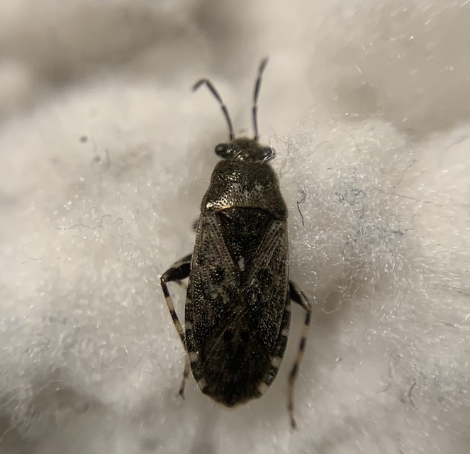 Heterogaster urticae - tarka bodobács