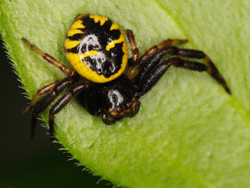 Synema globosum/ornatum
