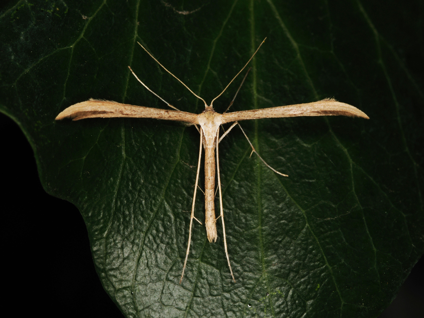 Emmelina monodactyla/argoteles