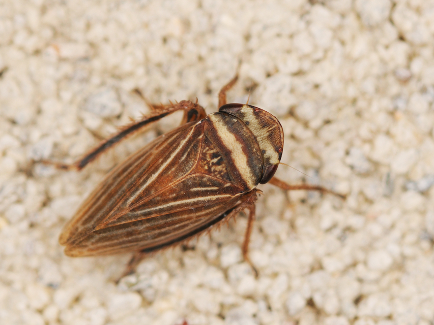 Aphrodes