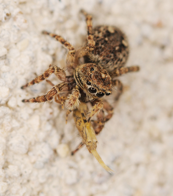 Attulus pubescens - bozontos ugrópók