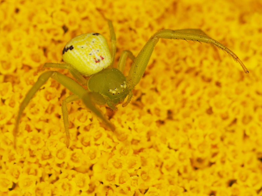 Ebrechtella tricuspidata - alakoskodó karolópók
