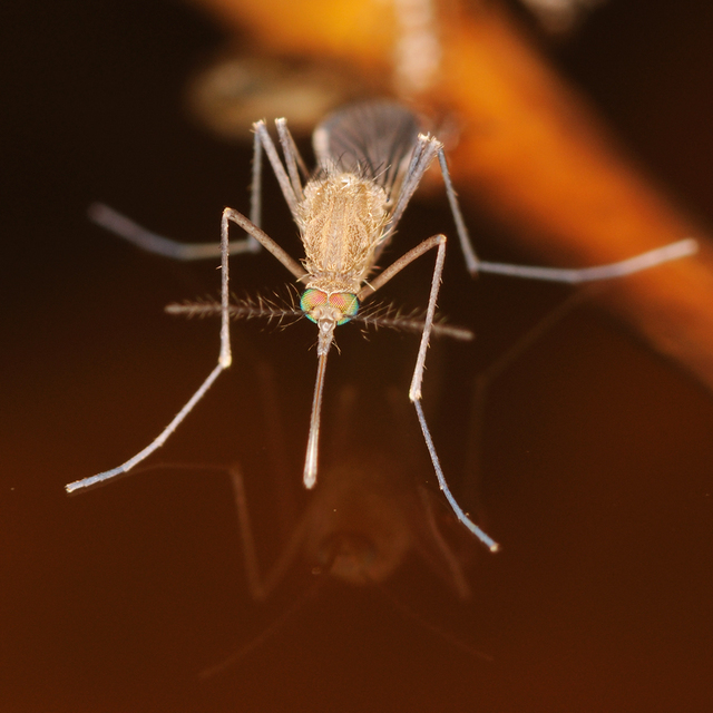 Culicidae - csípőszúnyogok