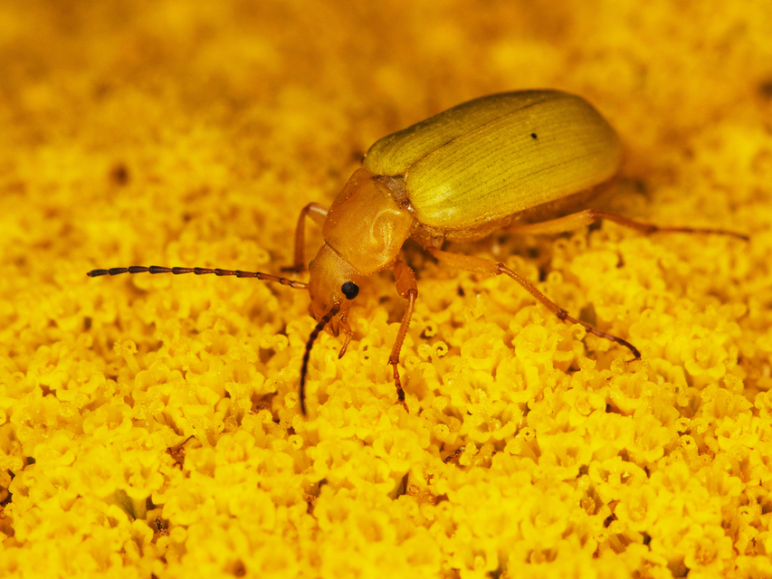 Cteniopus sulphureus - közönséges kénbogár Cteniopus sulphureus - közönséges kénbogár