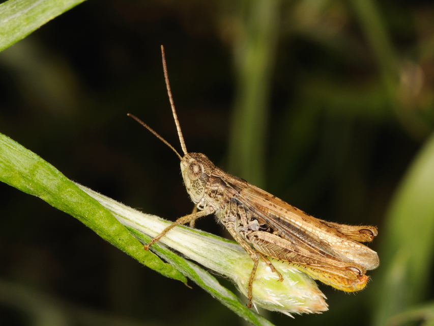 Chorthippus apricarius - szélesszárnyú tarlósáska