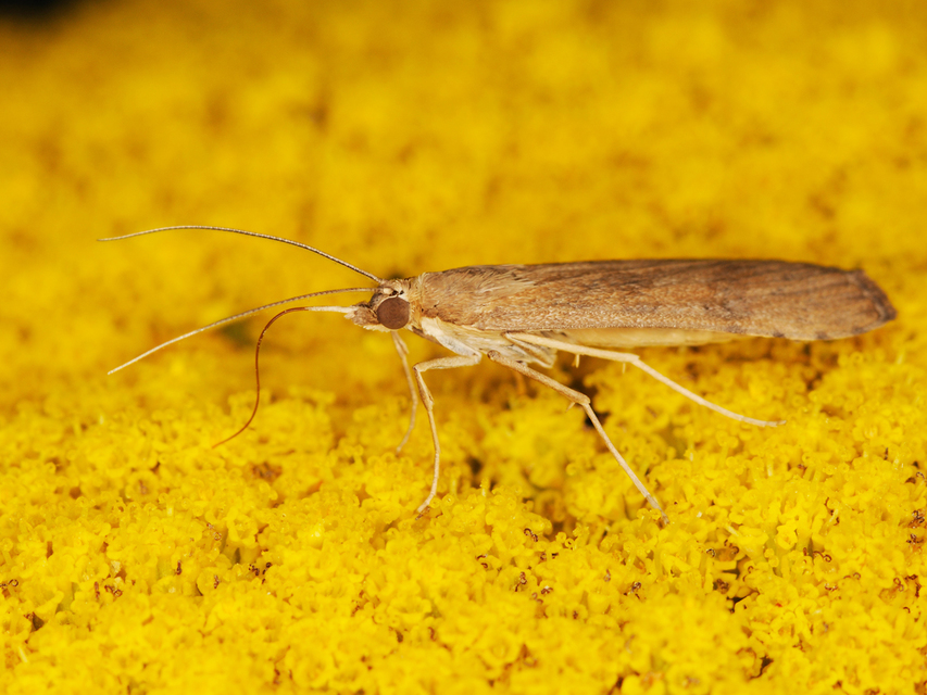 Nomophila noctuella - közönséges vándormoly