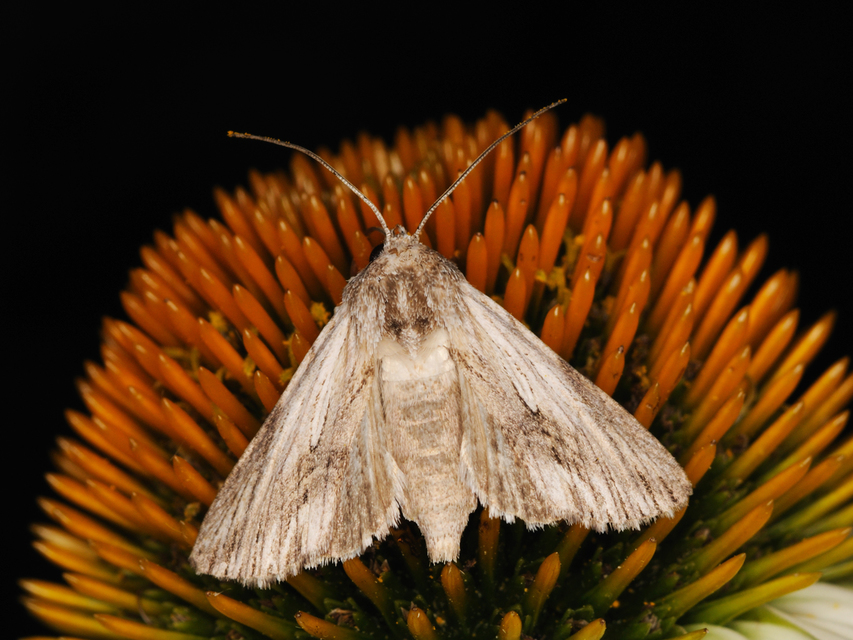 Calophasia platyptera - szürke apróbagoly