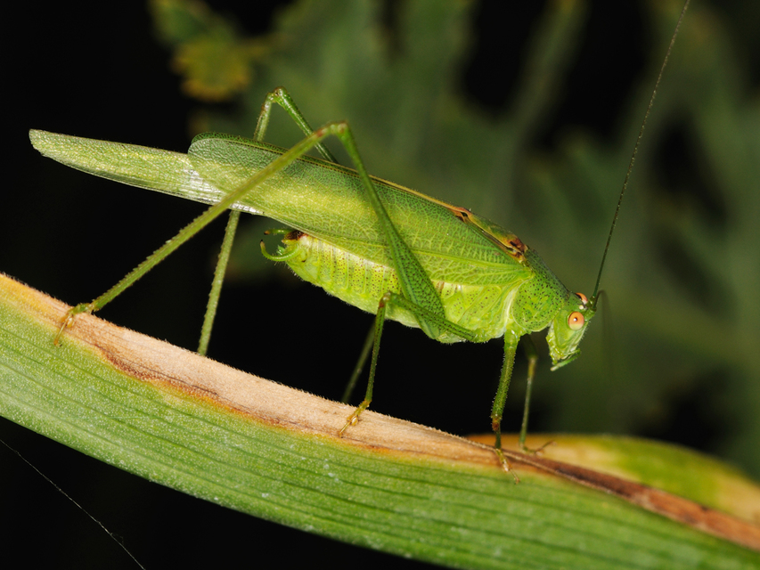 Phaneroptera nana - pontozott repülőszöcske