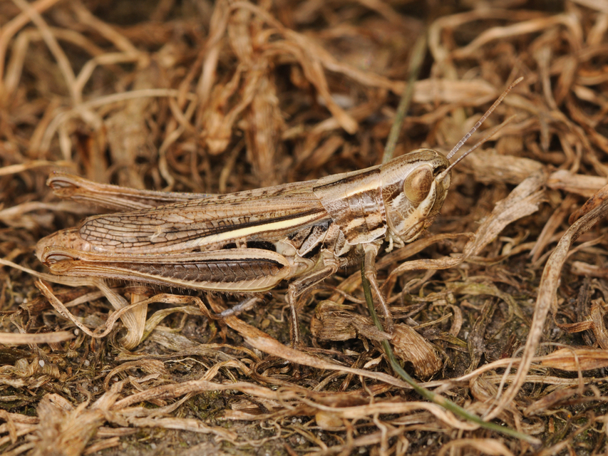 Euchorthippus declivus - rövidszárnyú rétisáska