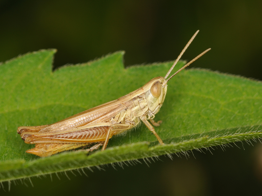Euchorthippus declivus - rövidszárnyú rétisáska
