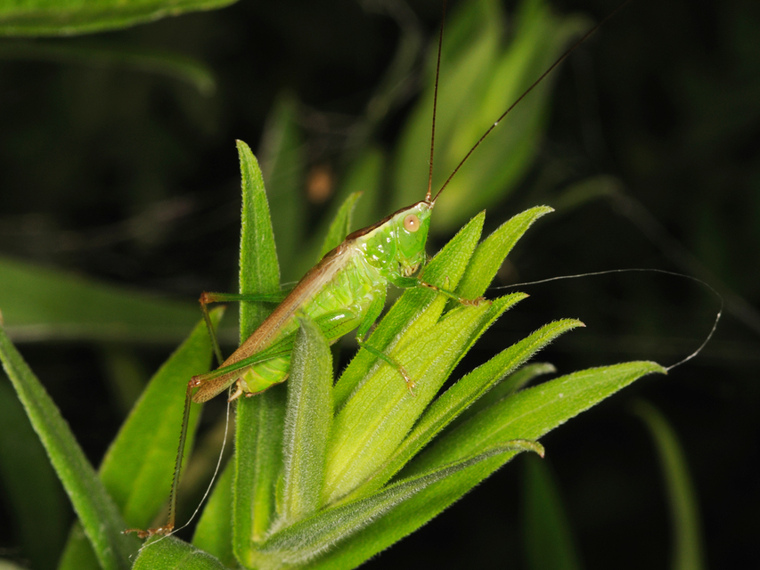 Conocephalus fuscus - kis kúpfejűszöcske
