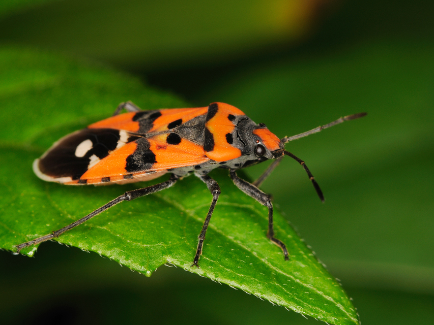Lygaeus simulans - hamis lovagbodobács