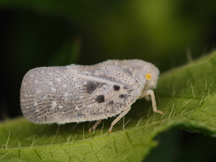 Metcalfa pruinosa - amerikai lepkekabóca