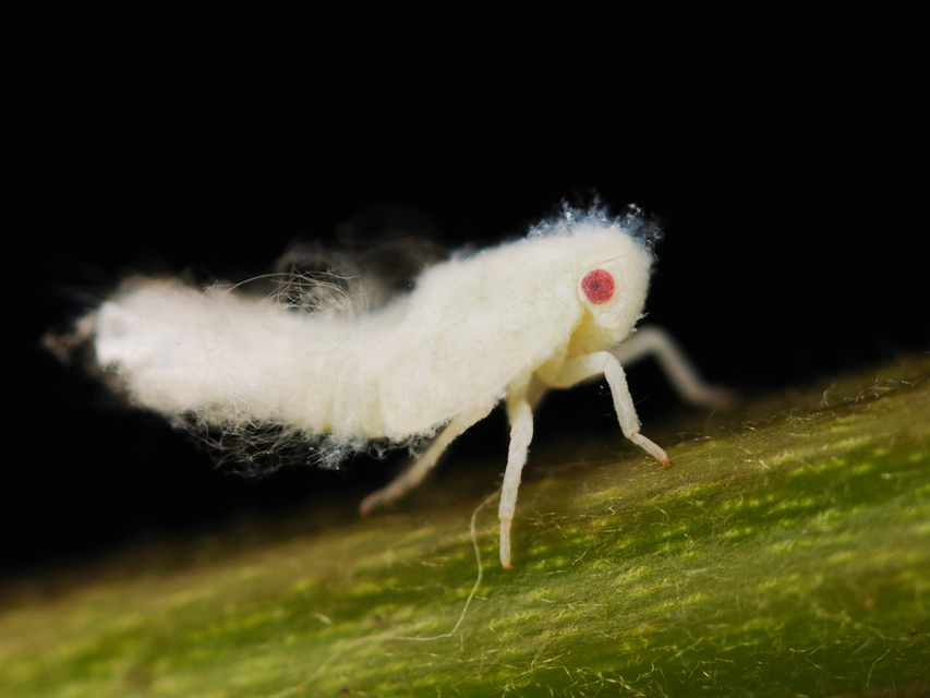 Metcalfa pruinosa - amerikai lepkekabóca