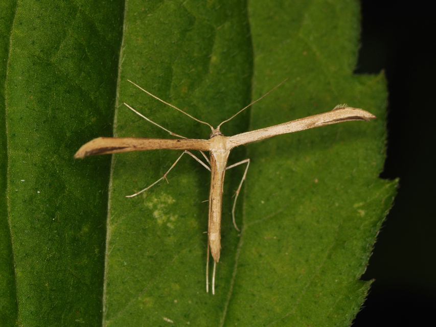 Emmelina monodactyla/argoteles