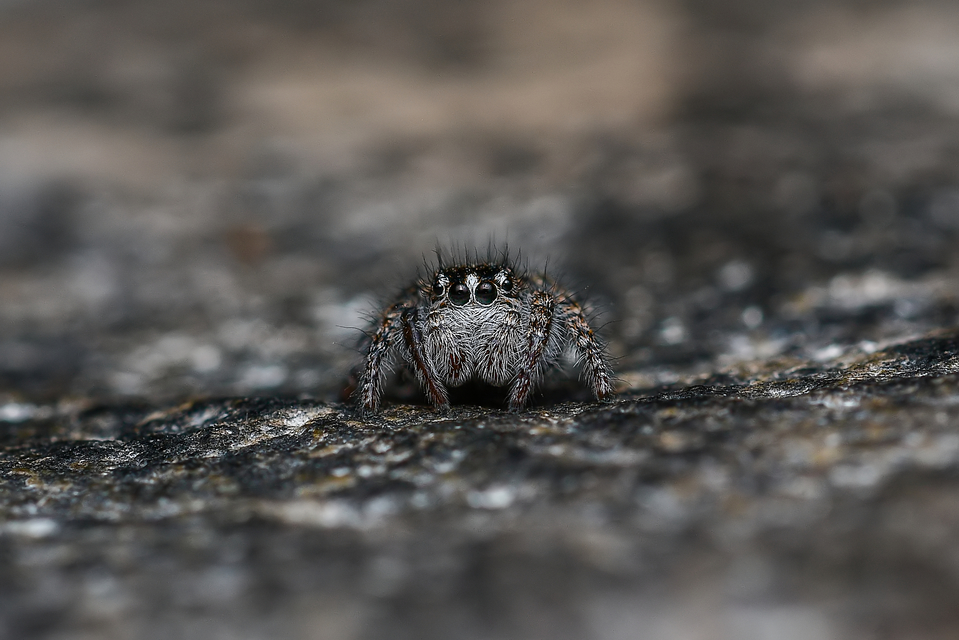 Philaeus chrysops - piros ugrópók