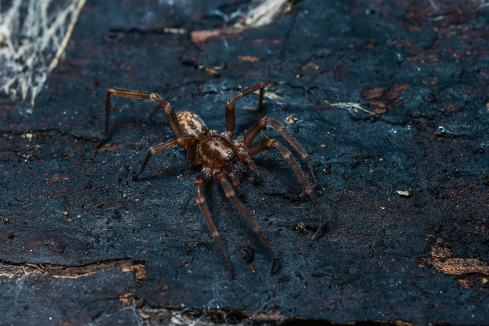 Liocranum rupicola - házaló avarpók