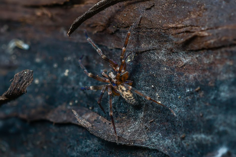 Liocranum rupicola - házaló avarpók