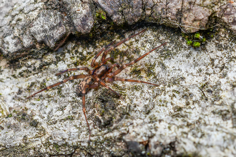 Liocranum rupicola - házaló avarpók