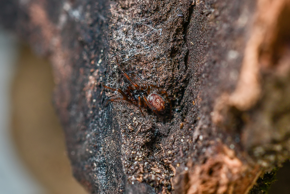 Steatoda bipunctata - kétpettyes faggyúpók