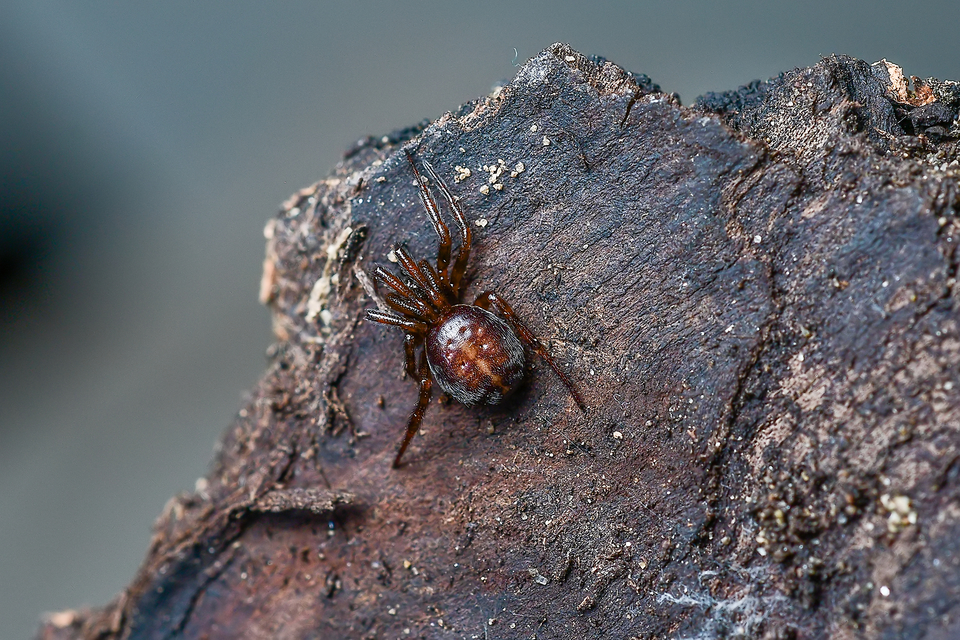 Steatoda bipunctata - kétpettyes faggyúpók