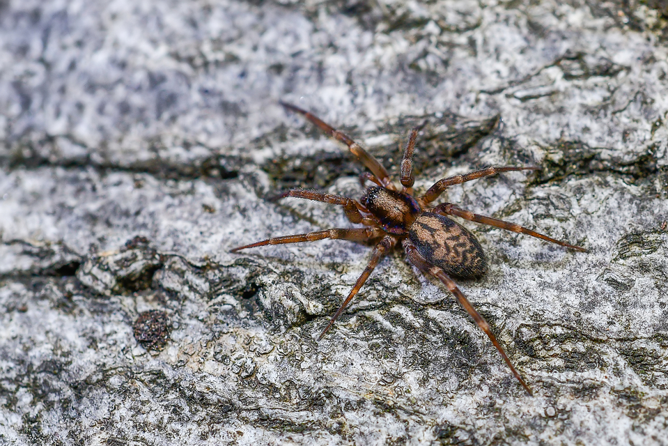 Liocranum rupicola - házaló avarpók