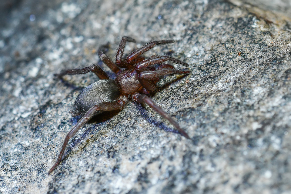 Scotophaeus scutulatus - közönséges egérpók