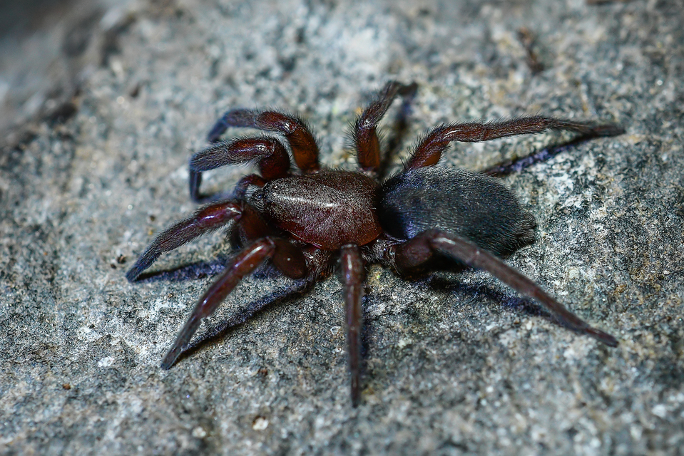 Scotophaeus scutulatus - közönséges egérpók