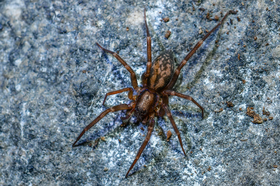 Liocranum rupicola - házaló avarpók