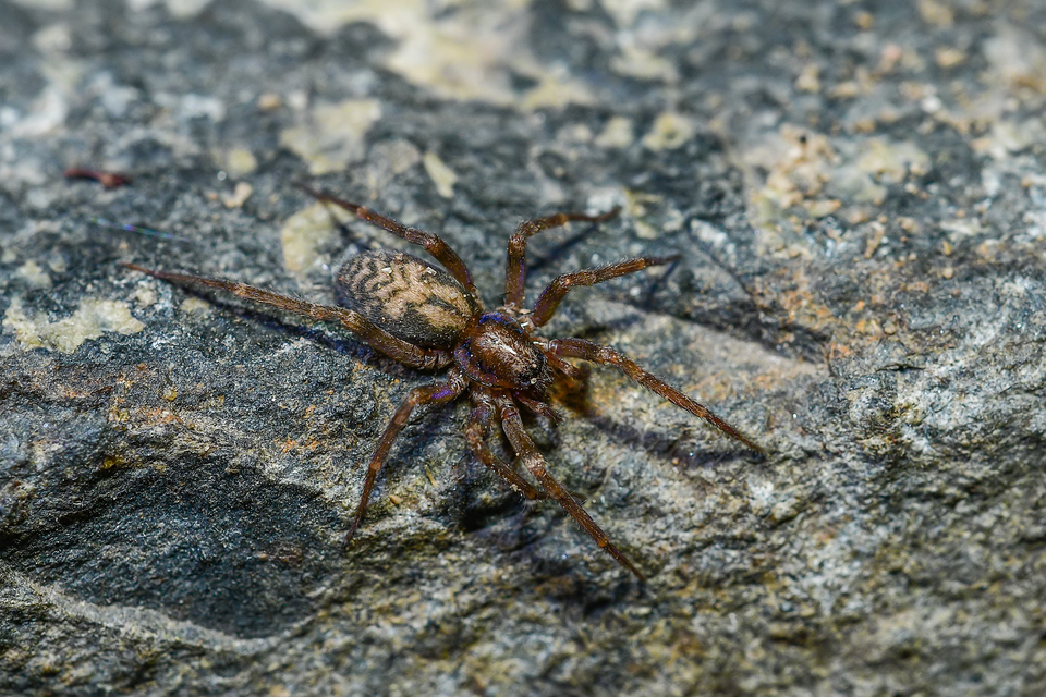 Liocranum rupicola - házaló avarpók