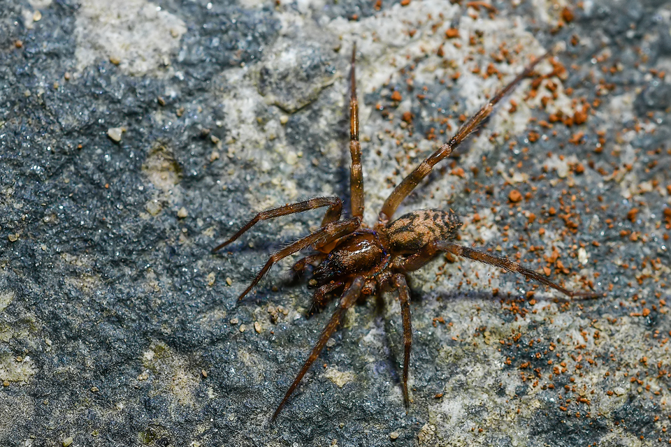 Liocranum rupicola - házaló avarpók