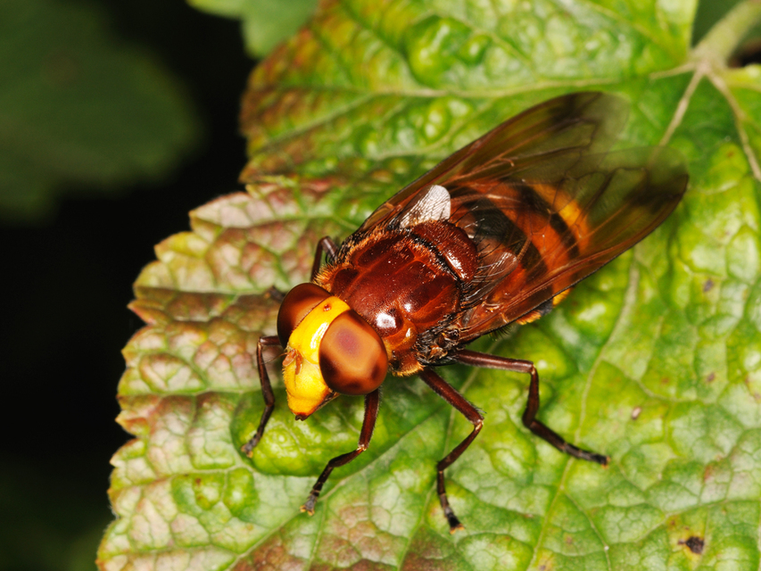 Volucella zonaria - kétöves pihelégy
