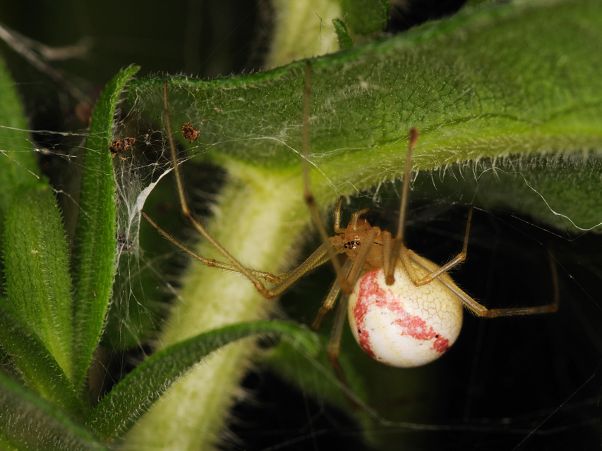 Enoplognatha ovata - vonalas törpepók
